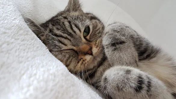tappy CAT