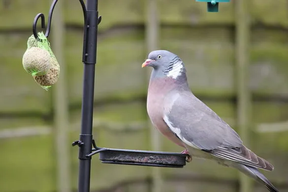 Elevate Your Birdwatching Experience with a Tray Bird Feeder: A Comprehensive Guide